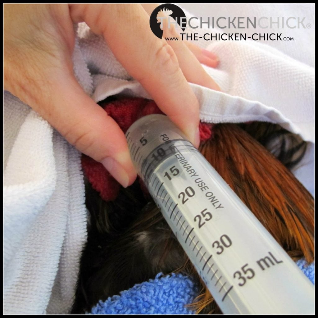 How to Care for an Injured Chicken The Chicken Chick®