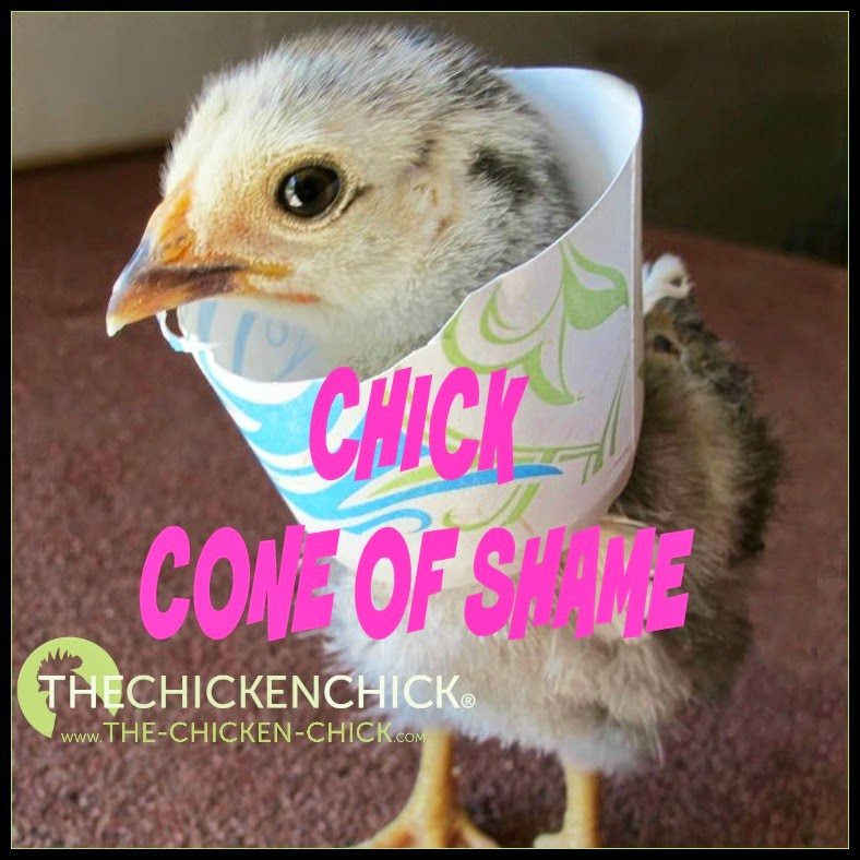 Chick Cone of Shame addresses self-picking chicks by limiting their range of motion.