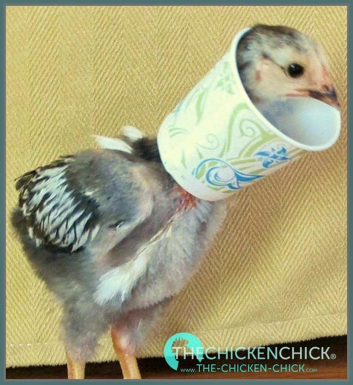 Bird cone hot sale of shame