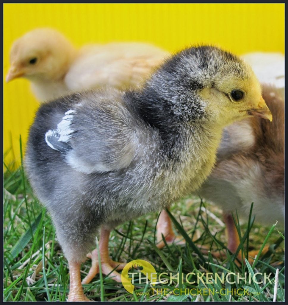 Chick Picking Causes, Prevention & Solutions