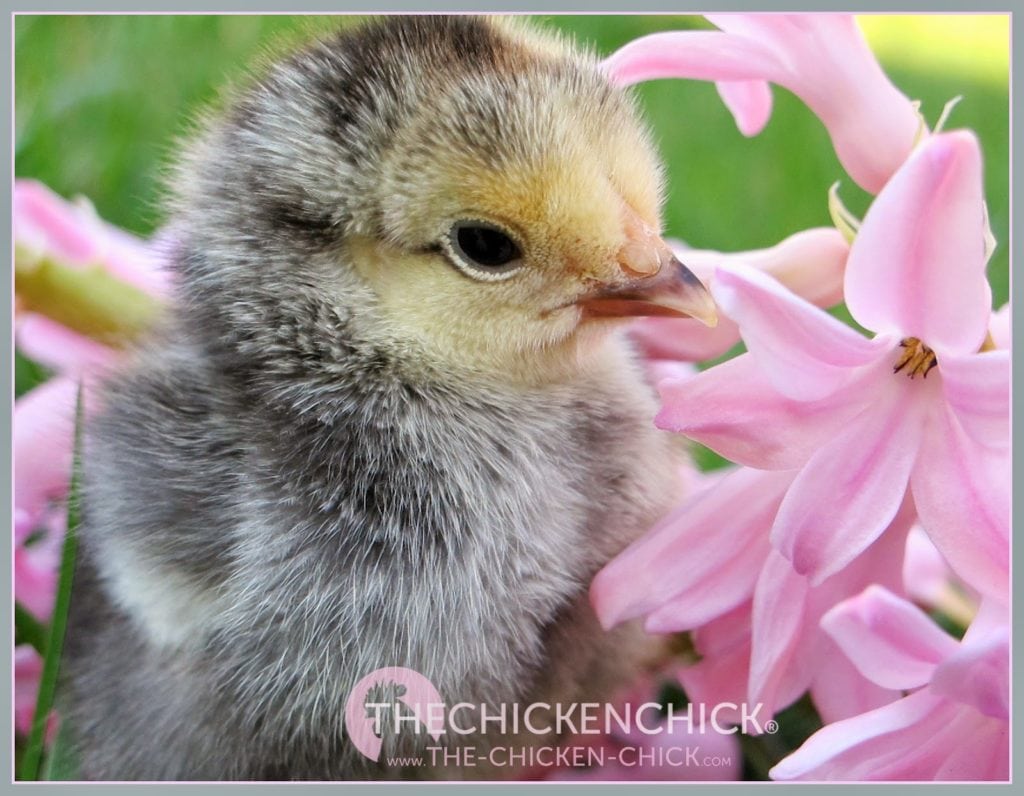 Chick picking Causes Prevention & Solutions via The Chicken Chick®