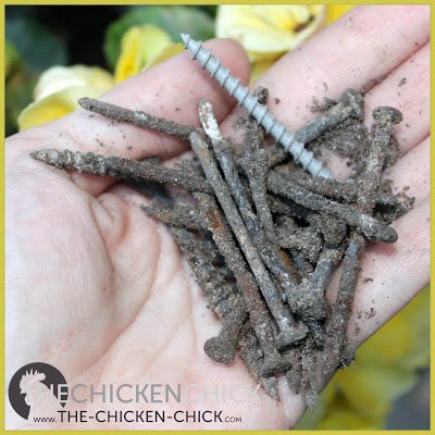 A chicken's gizzard consists of strong muscle tissue that grinds up food with the benefit of grit (sand, pebbles, etc). When nails or other hardware enter the gizzard, the grinding motion of this muscle can cause a lot of damage to the gizzard, which then creates an environment ripe for infection.
