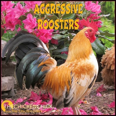 The Facts About Aggressive Roosters