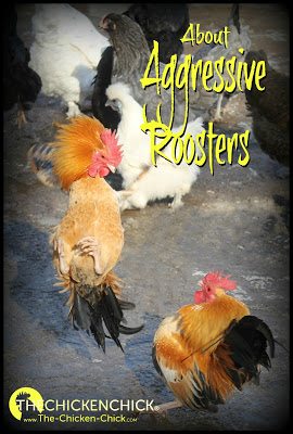 The Facts About Aggressive Roosters