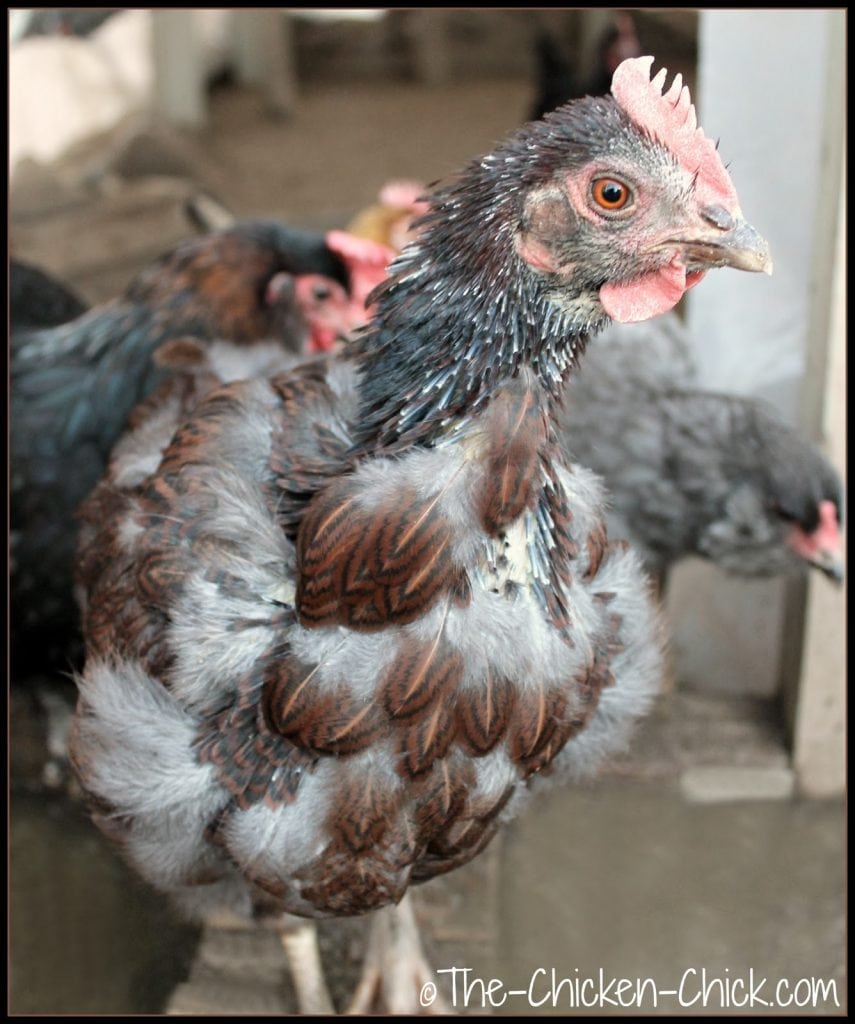  There are a few things that can be done to help chickens get through a molt a little bit easier: