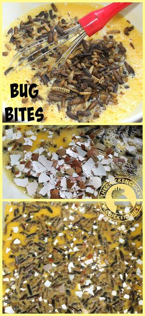 Bug Bites are a phenomenal source of protein and calcium for molting chickens