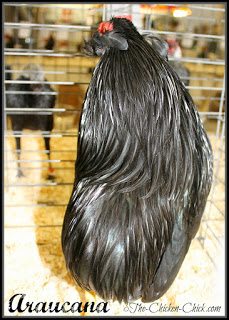 RUMPLESS: a chicken trait that describes the absence of a tail bone and tail. Araucanas are a rumpless breed.