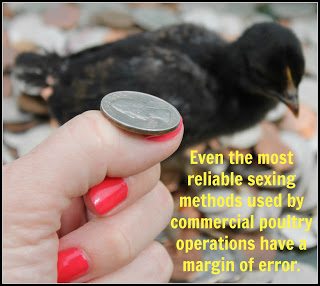 SEXED: chicks that have been sorted by gender by anatomical examination within 24 hours after hatching, often sold as "sexed pullets." Sexing of day old chicks is approximately 90% accurate, therefore, sexed chicks can be male.