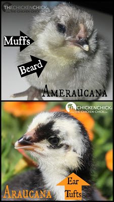 BEARD & MUFFS: short feathers underneath the chin and on the sides of a chicken's face. Breeds with muffs always have beards too. 