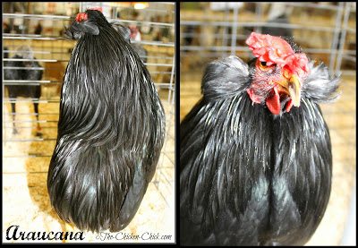 ARAUCANA: A blue egg-laying breed of chicken originating in Chile. Traits include yellow skin, no tails (aka: rumpless) no beards and no muffs. Araucanas can possess ear tufts, which are feathers that grow from a slender, fleshy flap just below the ear