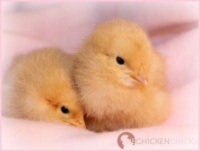 CHICK: a newly hatched chicken.