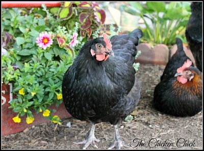 PULLET: a female chicken less than 1 year old.