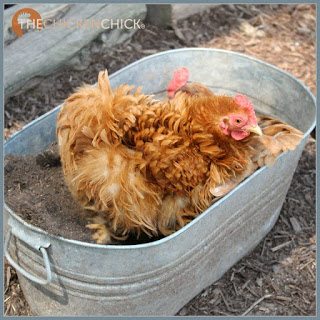  DUST BATH: the chicken equivalent of a shower. Chickens care for their feathers and skin by digging shallow ditches in soil, mulch, sand, even pine shavings, then tossing it onto themselves. The dirt coats their feathers, settling next to their skin, absorbing excess moisture and oil. It also serves to repel parasites that would otherwise set up housekeeping among the feathers, causing skin and feather damage, irritation, weight loss and interfere with egg production and fertility. In hot weather, chickens dig down into the ground to rest in cooler soil. 