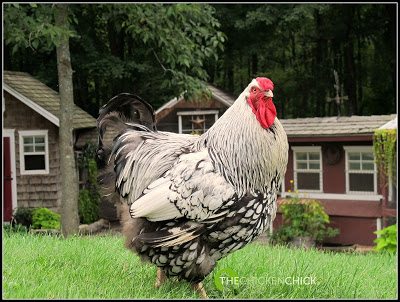 COCK: A male chicken over one year of age.
