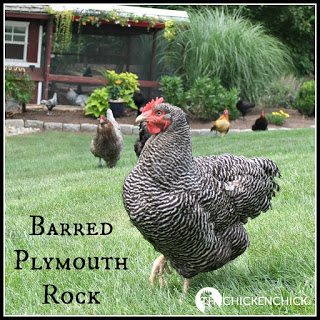  BARRED ROCK: slang for Barred Plymouth Rock, a brown egg-laying breed of chicken developed in Massachusetts.