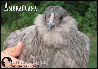 AMERAUCANA: a blue egg-laying breed of chicken recognized by the American Poultry Association, developed in the US in the 1970s from Araucana chickens. Traits include: a pea comb, white skin, full tails, muffs and beards (always together) and slate or black legs; they have no ear tufts. 