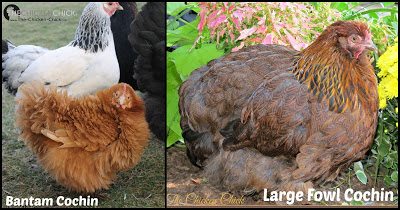 BANTAM: a chicken that is approximately ½ the size of a larger, standard sized counterpart within the same breed. 