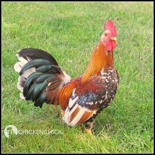 COCKEREL: A male chicken less than 1 year old.