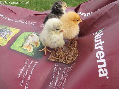  STARTER FEED: nutritionally complete ration for chicks up to 8 weeks old, available in both medicated and unmedicated varieties. 