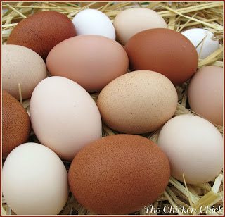 CLUTCH: an accumulation of eggs in a nest.