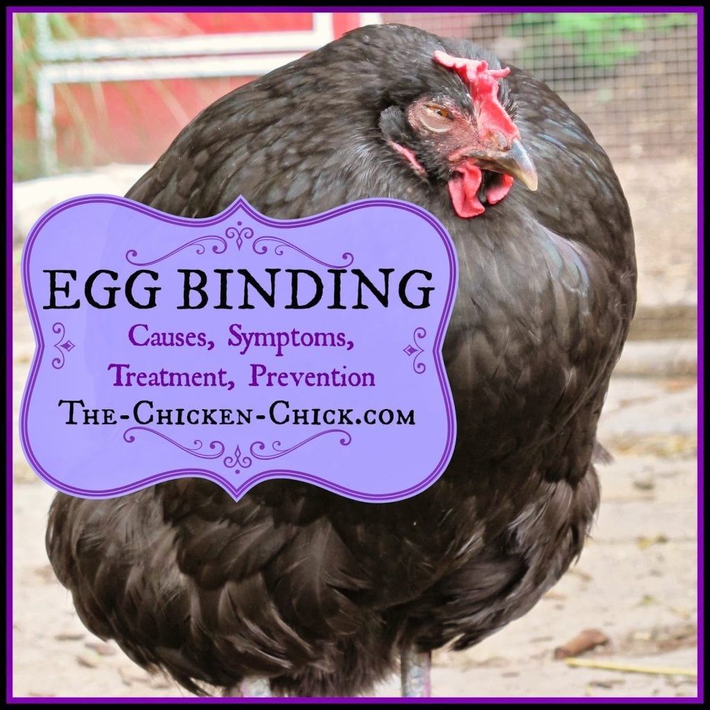 When a hen has an egg inside her oviduct, she is referred to as being egg-bound. Egg-binding can be a life-threatening condition that must be addressed quickly, preferably by a seasoned, chicken veterinarian. If the egg is not passed within 24-48 hours, the hen is likely to perish. Absent access to a vet, backyard chicken-keepers may have to take matters into their own hands in order to save the hen's life.