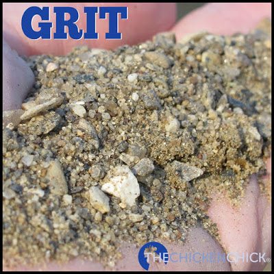 GRIT: hard materials such as sand, dirt or small stones that aid in digestion. Since chickens have no teeth, fibrous foods are ground with grit in the gizzard, which is a muscle in the digestive tract. 