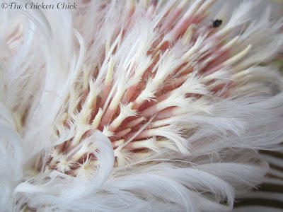 PIN FEATHER: a newly emerging feather contained within a vein-filled shaft with a waxy coating that is sensitive and will bleed if cut or injured.