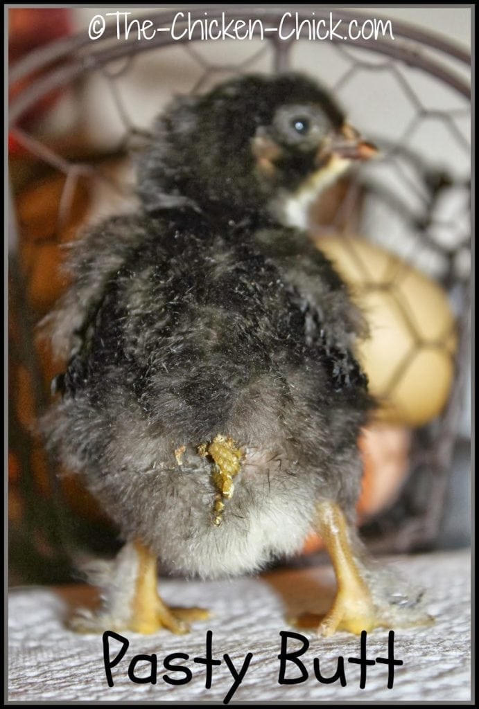 also known as pasted vent and pasting up is a condition that occurs in baby chicks when droppings stick to the down surrounding their vent. Poop builds up to form a blockage that can be fatal to the chicken unless removed.