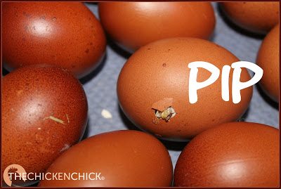 PIP: a hole made by a chick hatching from its eggshell with its egg tooth.