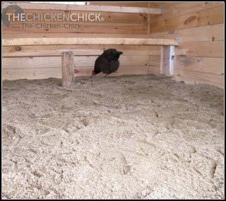 BEDDING: the material placed on the floor of a chicken coop primarily to absorb moisture from droppings (typically sand, pine shavings or straw)