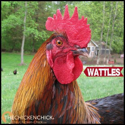 WATTLES: fleshy, red flaps of skin located underneath a chicken’s beak and chin.