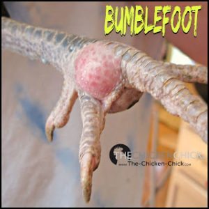 Bumblefoot causes, prevention & treatment in backyard chickens | The Chicken Chick®