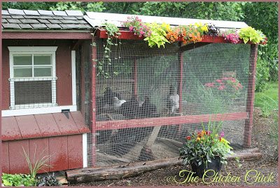 CHICKEN RUN: a fenced, outdoor enclosure attached to a chicken coop. aka: pen, run, yard