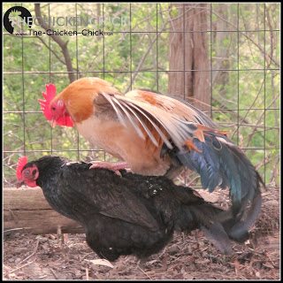 TREADING: the manner in which a rooster prepares to mate a hen, which resembles a piggy-back ride, standing on her back, holding her neck feathers with his beak and steadying himself with his feet.