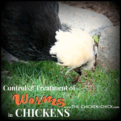 Chicken Wormers: A Helpful Guide For How To Identify & Treat Chicken Worms  • Insteading