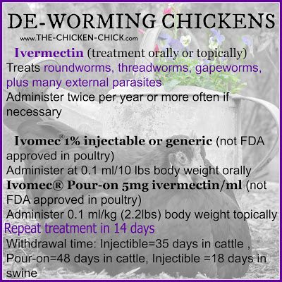 Chicken Wormers: A Helpful Guide For How To Identify & Treat Chicken Worms  • Insteading