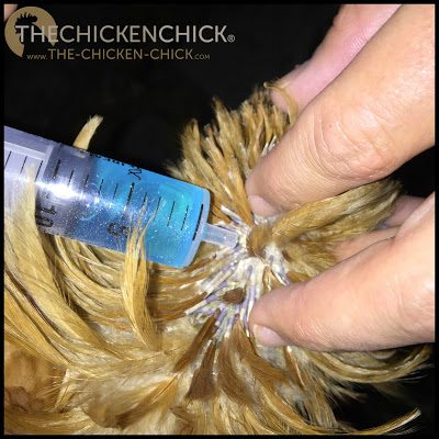 Worms | Ivermectin pour-on, applied to the back of chicken's neck; 1 drop for tiny chickens, 3 drops for bantams, 4 for lightweight birds, 5 for large birds and 6 for heavy breeds. Repeat treatment in 14 days. 
