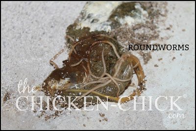 Worms | Roundworms in chicken droppings. www.The-Chicken-Chick.com