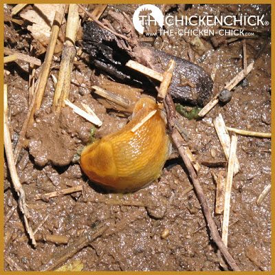 Worms | Slugs are an intermediate host for a variety of worms that can infect chickens.