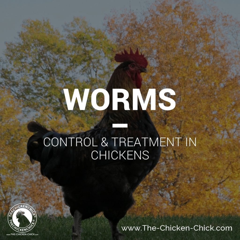 Control and Treatment of Worms in Chickens The Chicken Chick® pic