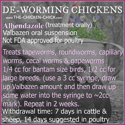  Worms | Valbazen Drench, treats tapworms, roundworms, capillary worms, cecal worms & gapeworms. Oral dosages: 1/2 cc for large breeds, 1/4 cc for bantam sized birds. Use a 3cc syringe, draw up Valbazen dosage and then draw up some water into the syringe to approximately the 2cc mark for oral administration or soaked into bread and fed to birds individually.