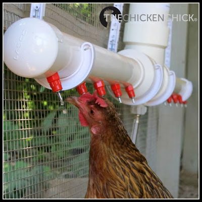 Provide clean, fresh water to chickens at all times. Again, this sounds like common sense, but most backyard chickens drink from waterers harboring fecal matter, bacteria and other organisms that can make them sick. The solution to dirty water is employing poultry nipple waterers. 