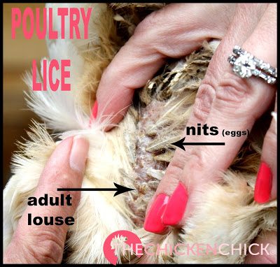 Poultry lice and nits on feathers and skin of a hen.