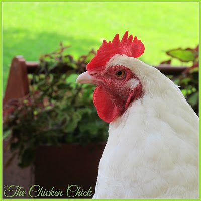 An adult chicken should maintain a consistent weight. Weight loss may indicate things like worms, coccidiosis, malnutrition and bullying. Weight gain indicates over-feeding, usually by way of treats, snacks and kitchen scraps. Obesity related complications leading to death is a problem of epidemic proportions in backyard pet chickens.