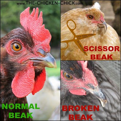 A normal beak is smooth, free from cracks and closed most of the time. An open beak can indicate stress or over-heating. The upper mandible (top half of the beak) is slightly longer than the lower and should be aligned directly above it. Any sudden change in alignment is abnormal. Chips, breaks or overgrown beaks should be honed by filing. Scissor beak, also known as crossed beak, is a common deformity that does not occur suddenly.