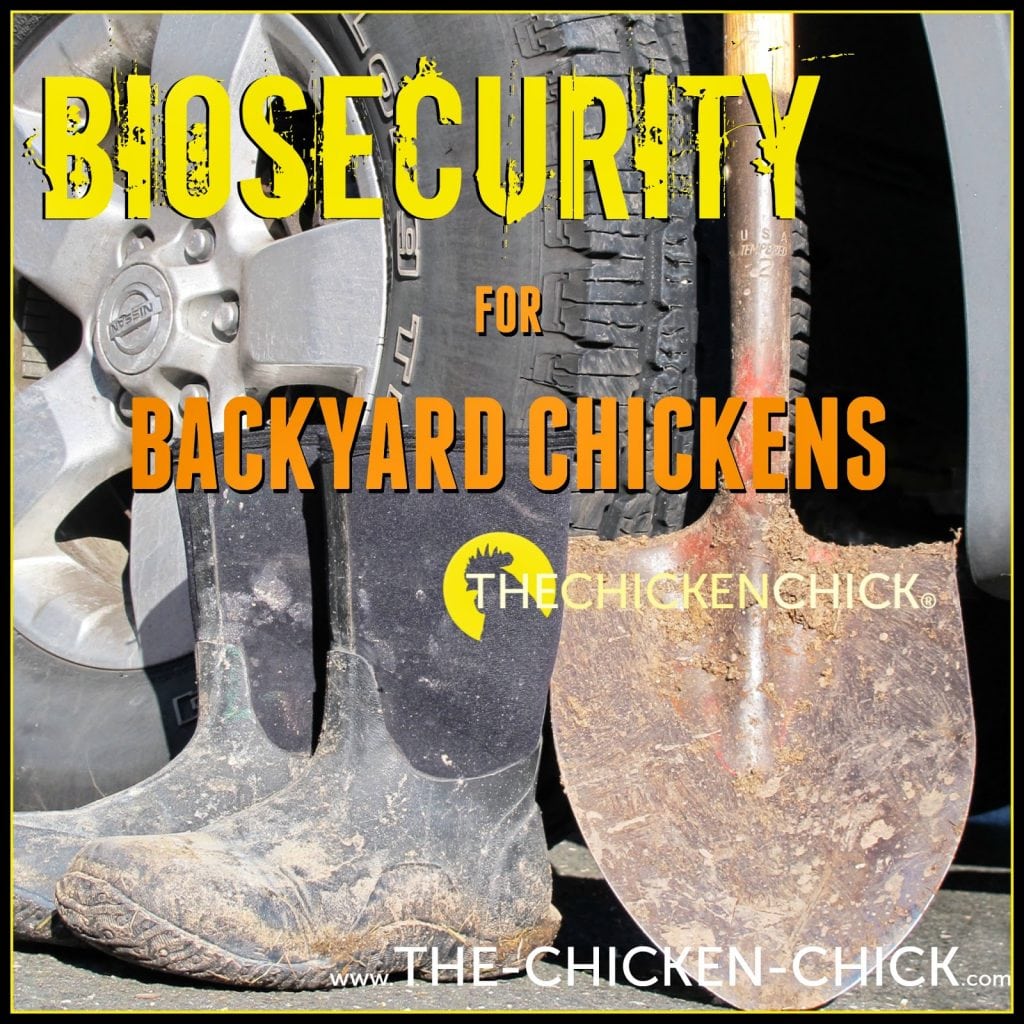Practicing good biosecurity limits the risk of bird flu spreading.