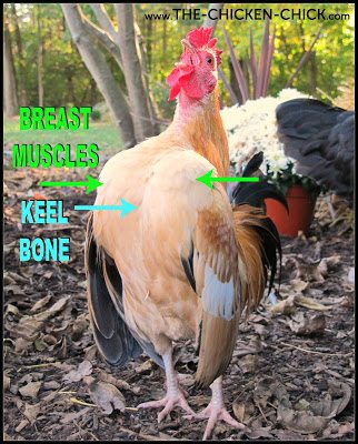 The breast should be firm and free from blisters. The keel is the bone in between the breast muscles that runs down the middle of the chicken. It should not be bony or protrude, which could indicate weight loss, it should not be difficult to feel or padded with fat, which would suggest obesity.