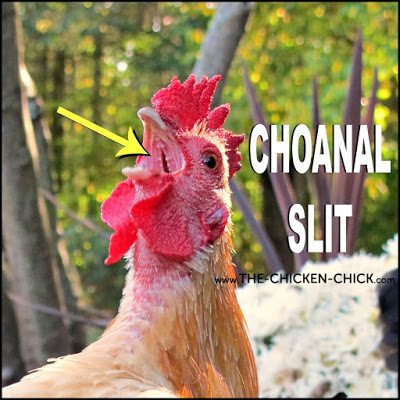 The roof of the chicken mouth/upper beak is split- that divide is called the choanal slit, which is normal. The choanal slit should be clear and unobstructed.