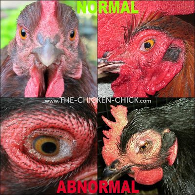 A chicken's eyes should be clear, bright, round and moist. The pupils should be round and equal in size. The iris (colored portion of the eye) should not be grey. They eyes should not be dry, sunken, swollen, cloudy, watery or crusty; there should be no bubbles or other discharge. Chickens possess a third eyelid, which is normal and generally ruins an otherwise decent photo.