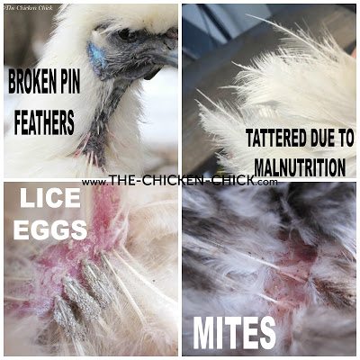 A chicken's feathers should be shiny & lay flat against the body. They should not be broken, ruffled, bloody, frayed or tattered, which could indicate behavioral problems in the flock, stress, parasites, a nutrition deficit or rodent problems. Know what molting looks like and the age and season to expect it as well as what pin feathers look like. Frizzle feathered breeds are an exception to the flat feather rule.